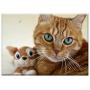 Triple Blank Wall Plate Cover - Cat Small Cat Cat Eye Feline Red Cat Kitten