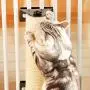 YOUDirect Cat Scratching Post, Wall Mounted Cat Scratcher Claws Grinding Pole for Cat Cage, Natural Sisal Scratching Post for Small Cats Kittens YOUDirect Cat Scratching Post, Wall Mounted Cat Scratcher Claws Grinding Pole for Cat Cage, Natural Sisal Scratching Post for Small Cats Kittens