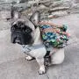 Bark Industry Dog Backpack Harness