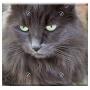 Double Blank Wall Plate Cover - Cat Pet Domestic Kitten Kitty Feline Grey