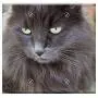 Double Blank Wall Plate Cover - Cat Pet Domestic Kitten Kitty Feline Grey