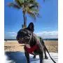 Gooby Dog Harness - Escape Free Sport Patented Step-in Neoprene Small Dog Harness - Perfect on The Go Four-Point Adjustable Harness for Small Dogs or Cat Harness