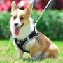 PENIVO Small Dog Harness Vest Puppy Breathable Mesh Pet Dog Harness and Leash Set Reflective for Small Medium Dogs Chest Strap Walking Lead