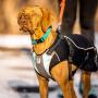 Stunt Puppy Go Dog Glo Harness, Large, Blue