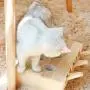 HSHXY Cat Funny Toys Interactive, Wooden Solid Whack A Mole Mouse Game Puzzle Toy, Cat Practice Toys for Pet Cat Kitten Play Fun Excercise
