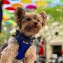 Pawtitas Pet Reflective Mesh Dog Harness, Step in or Vest Harness Dog Training Walking of Your Puppy/Dog - No More Pulling, Tugging, Choking