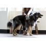PetWell Massaging Groomer De-Shedding Brush for All Size Pets (Dogs, Cats) with Short or Long Hair