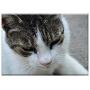 Triple Blank Wall Plate Cover - Cat Kitten Domestic Cat Pets White-Grey Cat Tabby