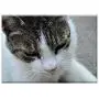 Triple Blank Wall Plate Cover - Cat Kitten Domestic Cat Pets White-Grey Cat Tabby Triple Blank Wall Plate Cover - Cat Kitten Domestic Cat Pets White-Grey Cat Tabby