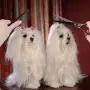 Dog Grooming Scissors Set- Stainless Steel Pet Grooming Kit 7 Inch Thinning Straight Curved Shears with Grooming Comb Perfect for Pet Groomer or Family DIY Use for dog cat and more pets Dog Grooming Scissors Set- Stainless Steel Pet Grooming Kit 7 Inch Thinning Straight Curved Shears with Grooming Comb Perfect for Pet Groomer or Family DIY Use for dog cat and more pets