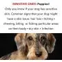 PRIDE AND GROOM - The Sensitive ONE, Bottle of Pet Shampoo, 16 oz.