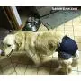Barkertime Dog Diapers - Made in USA - Denim Premium Waterproof Dog Diaper for Male and Female Dogs for Incontinence, Housetraining and Dogs in Heat Barkertime Dog Diapers - Made in USA - Denim Premium Waterproof Dog Diaper for Male and Female Dogs for Incontinence, Housetraining and Dogs in Heat