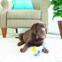 JW Puppy Connects Crinkle Ball Replacement