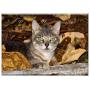 Triple Blank Wall Plate Cover - Cat Animal Kitten Feline Animals Feline Look Pet