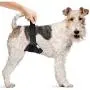 Vets Best Washable Male Dog Diapers | Absorbent Male Wraps with Leak Protection | Excitable Urination, Incontinence, or Male Marking | Small/Medium | 1 Reusable Dog Diaper Per Pack