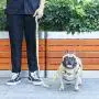 iChoue Dog Harness Easy On and Off Front Back 2 Leash Attachments Adjustable Lightweight Harness for Small and Medium Dogs