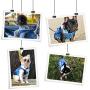 Pet Clothes Dog Jeans Jacket Cool Blue Denim Coat Small Medium Dogs Cats Lapel Vests Classic Puppy Blue Vintage Washed Clothes Hoodie Vest