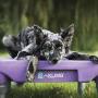Blue-9 Pet Products KLIMB Training Kit, Professionally Designed Dog Training Platform and Accessories