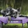 Blue-9 Pet Products KLIMB Training Kit, Professionally Designed Dog Training Platform and Accessories Blue-9 Pet Products KLIMB Training Kit, Professionally Designed Dog Training Platform and Accessories