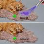 Sterling Endurance Cat Toys, Rechargeable, Cat Dog Exercise Toy