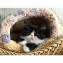 Alfie Pet - Gin Cat Sleeping Cave Bed - Color: Cantaloupe, Size: S