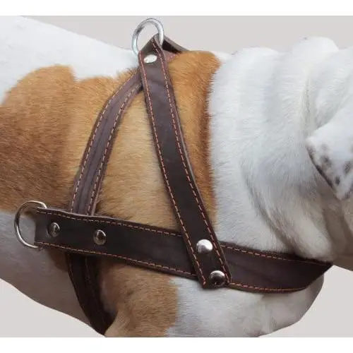 Genuine Brown Leather Dog Pulling Walking Harness XLarge. 35''-39.5'' Chest, 1.5'' Wide Straps Genuine Brown Leather Dog Pulling Walking Harness XLarge. 35''-39.5'' Chest, 1.5'' Wide Straps