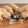 YUNDING 2 Puppy Stainless Steel Dog Bowl Easy Clean Water Food Pet Bowl Safe Durable Silver Dog Dish, for Small Medium Large Dogs/1200 Ml(Size:S)