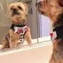 DOGGIE DESIGN American River Ultra Choke Free Formal Dog Harness - Tuxedo with 4 Interchangeable Multi-Colored Bows DOGGIE DESIGN American River Ultra Choke Free Formal Dog Harness - Tuxedo with 4 Interchangeable Multi-Colored Bows