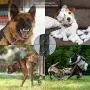 HOMLORY LED Ultrasonic Dog Repeller, Rechargeable Dog Barking Control Devices Dog Trainer and Cat Toys Interactive 4 in 1 Anti Barking Stop Bark Handheld Dog Training Device HOMLORY LED Ultrasonic Dog Repeller, Rechargeable Dog Barking Control Devices Dog Trainer and Cat Toys Interactive 4 in 1 Anti Barking Stop Bark Handheld Dog Training Device