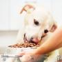 SunGrow Extra Large No Spill Feeding Bowl for Dogs and Cats, 14.3-inches Wide, 3.5-inches Deep, 11.4-inches in Diameter, Stainless Steel Vessel with Non-Slip Rubber Base