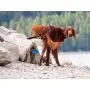 P-Scoop Dog Urine Collector - Telescopic Urine Catcher for Dogs to 29''