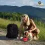 SunGrow Collapsible Bowls, Food and Water Feeder for Camping, Travel, Food-Grade, Carabiner Clip for Easy Storage, Dishwasher Friendly, Low Footprint, Feed Dog/cat Anywhere, 2 Pack SunGrow Collapsible Bowls, Food and Water Feeder for Camping, Travel, Food-Grade, Carabiner Clip for Easy Storage, Dishwasher Friendly, Low Footprint, Feed Dog/cat Anywhere, 2 Pack