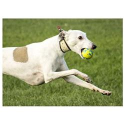Foaber Bounce Dog Toy, Medium, Blue