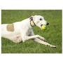 Foaber Bounce Dog Toy, Medium, Blue