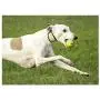 Foaber Bounce Dog Toy, Medium, Blue Foaber Bounce Dog Toy, Medium, Blue