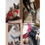 Rantow Small Dogs Harness + Dogs Leash Rope Set - No Choke Puppy Cat Dog Front Vest Harnesses Walking Lead Outdoor for Pet Corgi Poodle Schnauzer Chihuahua Pomeranian Pugs Shih Tzu Bichon Frise