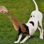 Kuntrona Durable Dog Toys Dogs Bite Tug Leather Pet Training Products Biting Stick Playing Chewing Toys for Small Medium Large Dogs