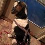 Mozzie Pants Dog Suspenders, Dog Diapers and Belly Bands.