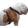 Genuine Leather Dog Harness Medium to Large 25''-32'' Chest, 1'' Wide Adjustable Straps