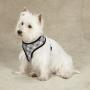 Casual Canine Reflective Pawprint Dog Harness - Gray