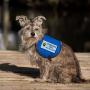 WORKINGSERVICEDOG.COM Working Dog Do Not Pet - Sew On Patch for Service Dog Vest or Harness