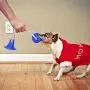 POUMANNI Suction Cup Dog Toy, Aggressive Chew Pet Toys for Dogs Hedgehog Pet Dog Toy Interactive Durable Small Dog Toys for Tug/Chewing/Teeth Cleaning POUMANNI Suction Cup Dog Toy, Aggressive Chew Pet Toys for Dogs Hedgehog Pet Dog Toy Interactive Durable Small Dog Toys for Tug/Chewing/Teeth Cleaning