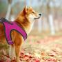 PAWDAY Dog Harness Step-in Air Pet Harness All Weather Soft Touch Mesh Vest Harness No Pull & No Choke and Escapeproof Dog Vest for Puppies, Small Medium Dogs and Large Cats