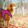 PAWDAY Dog Harness Step-in Air Pet Harness All Weather Soft Touch Mesh Vest Harness No Pull & No Choke and Escapeproof Dog Vest for Puppies, Small Medium Dogs and Large Cats PAWDAY Dog Harness Step-in Air Pet Harness All Weather Soft Touch Mesh Vest Harness No Pull & No Choke and Escapeproof Dog Vest for Puppies, Small Medium Dogs and Large Cats