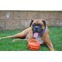SPOT EZ Catch 6'' Ball | Dog Ball with Handle | Rubber Basketball Design | Pet Toys | Dog Toys | Dog Squeaky Toy | Interactive Dog Toys | Dog Balls | Dog Backyard Fun | Durable Dog Toys | Play Fetch