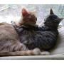 Cat Hammock Cat Window Perch Cat Bed Window Mounted Hommock Cat Suction Hanging Pet Window sill Cat Sleeping Bag Cat Window Perch Window Seat Suction Cups Space Saving Cat Hammock