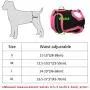 B0838XQ2SK Redcolourful Female Breathable Physiological Pants for Small Meidium Pets Dogs Purple M B0838XQ2SK Redcolourful Female Breathable Physiological Pants for Small Meidium Pets Dogs Purple M