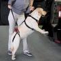 Total Pet Health Lift & Go Leads for Dogs Vet Approved Travel Dog Lead Harness (XLarge)