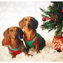 Parisian Pet Funny Christmas Holiday Dog Cat Pet Shirts Tee Tanks - Naughty or Nice, Santa Outfit, Elf Size, Santas Helper, Sorry Santa I Ate Your Cookies