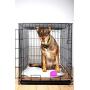 Hartz Home Protection Dog Pads for All Dog Sizes - Super Absorbent and Wont Leak: Odor Eliminating Lavender Scent, Unscented, and Quilted Plus